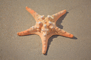 Sea star on a beach