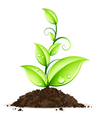 Jeune plante