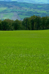 Italian fields