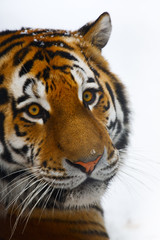 Tiger portrait