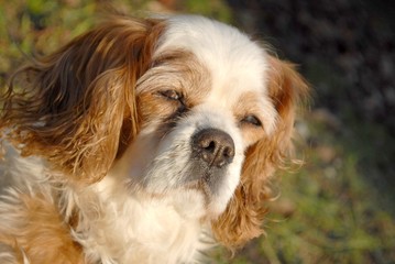 cavalier king charles spaniel