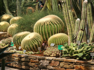Goldkugelkaktus, Golden Barrel Cactus, Echinocactus grusonii