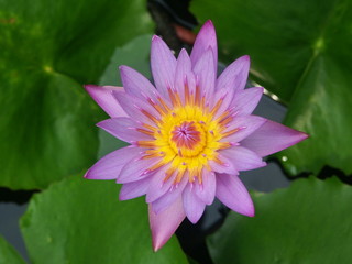 Seerose