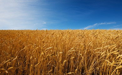 Field of wheat