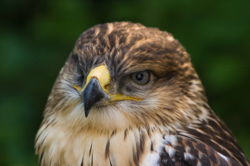 Buzzard