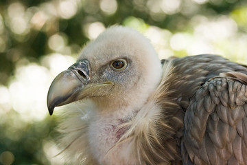 Griffon Vulture watchful