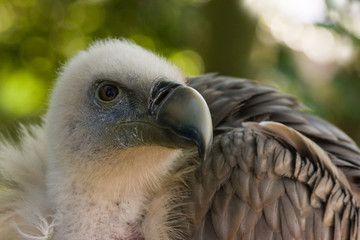 Griffon Vulture looking around