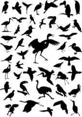 Vector birds silhouette - obrazy, fototapety, plakaty