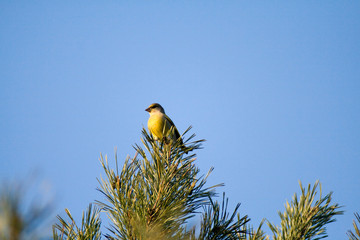 Bird