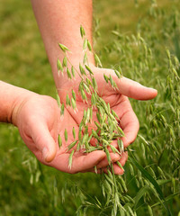 Field of Oats