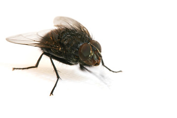 macro shot of fly on a white background
