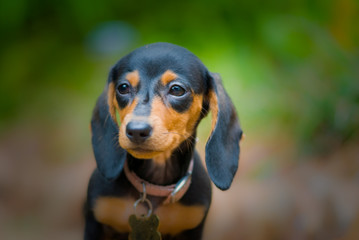 daschund puppy