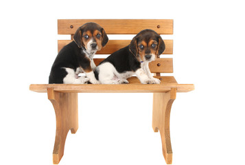 Beagle puppies on a bench