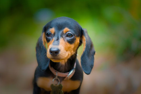 Daschund Puppy