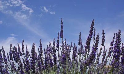 Gartenposter Lavendel lavande