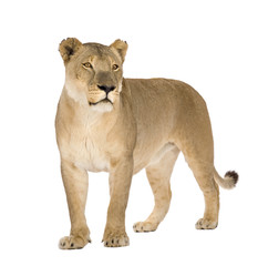 Obraz na płótnie Canvas Lioness (8 lat) - Panthera leo