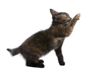 Tortoiseshell kitten (2 months)
