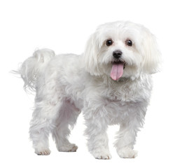 maltese dog (4 years)