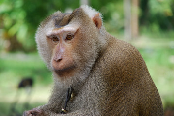 Affe Javaneraffe Landschwanzmakak Thailand