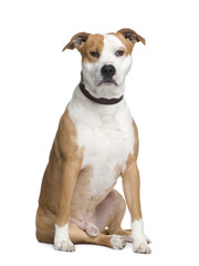 American Staffordshire terrier (2 years)