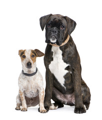 couple of a Boxer and a crossbreed dog