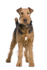 Airedale Terrier (2 years)