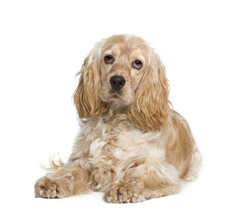 Cocker Spaniel (1 year)