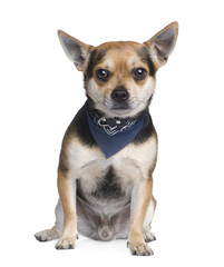 Obraz premium Mixed-Breed Dog with a chihuahua (2 years)