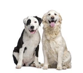 couple of a Mixed-Breed Dog and a labrador golden retriever
