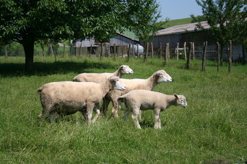 moutons à la ferme
