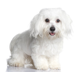 maltese dog (1 year)