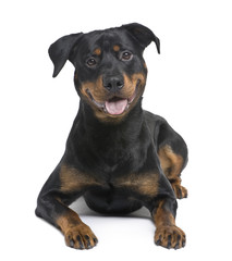 Obraz premium rottweiler (8 months)