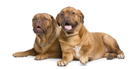 two Dogue de Bordeaux