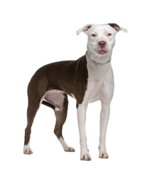 American Staffordshire Terrier