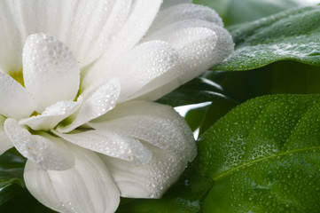 flower and leaves.