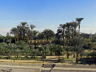 Rives du Nil