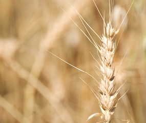 Golden Wheat