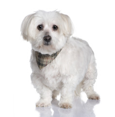 maltese dog (13 years)