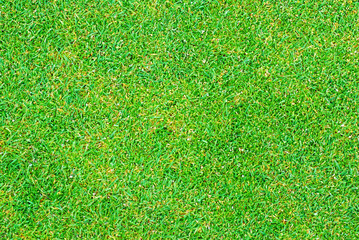 Fototapeta premium Close up of golf putting grass with tiny pellets of Fertilizer