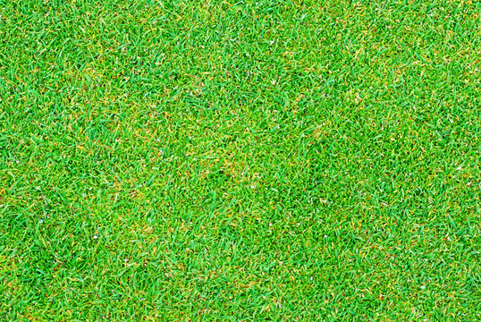Close up of golf putting grass with tiny pellets of Fertilizer