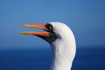 white bird / Masked Booby