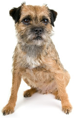 English border terrier
