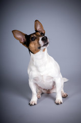 jack russel terrier