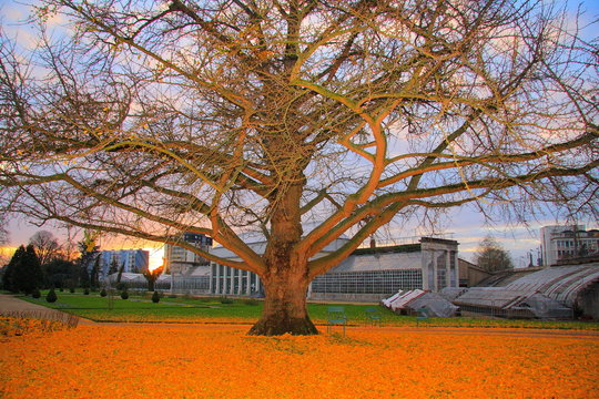 ginkgo