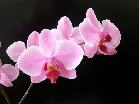 Aplectrum flower