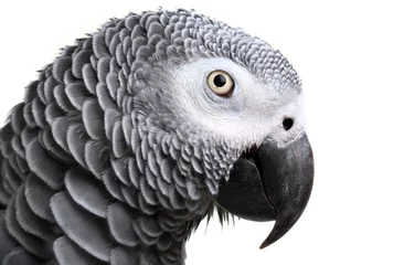 Gordijnen Afrikaanse grijze papegaai © Mikael Damkier