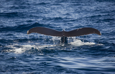 Humpback Whale Fluke