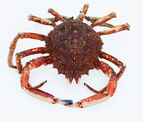 seespinne