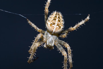 Araña