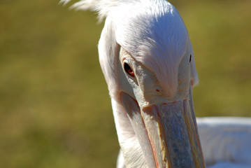 pelikan, rosa, federn